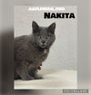 Nakita