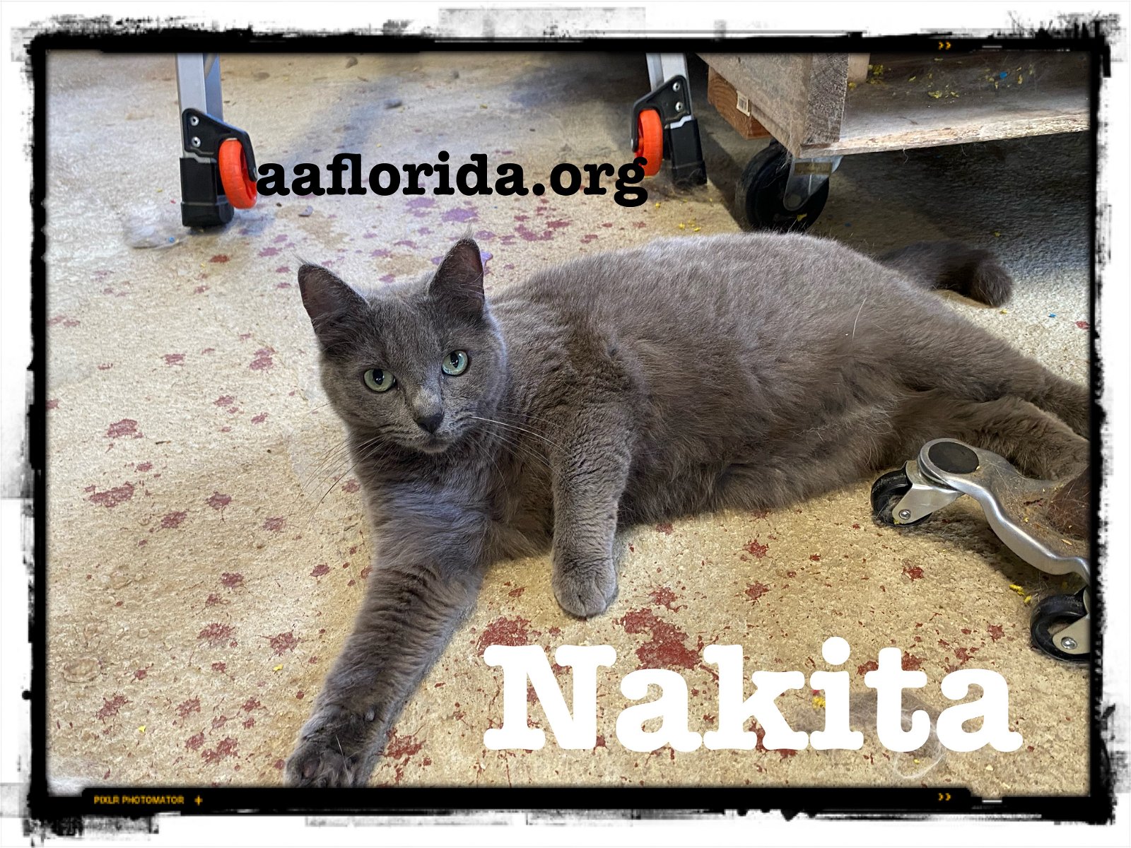adoptable Cat in Pensacola, FL named Nakita