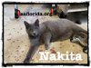 adoptable Cat in pensacola, FL named Nakita