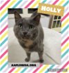 adoptable Cat in pensacola, FL named Holly