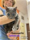 adoptable Cat in pensacola, FL named Shadowette
