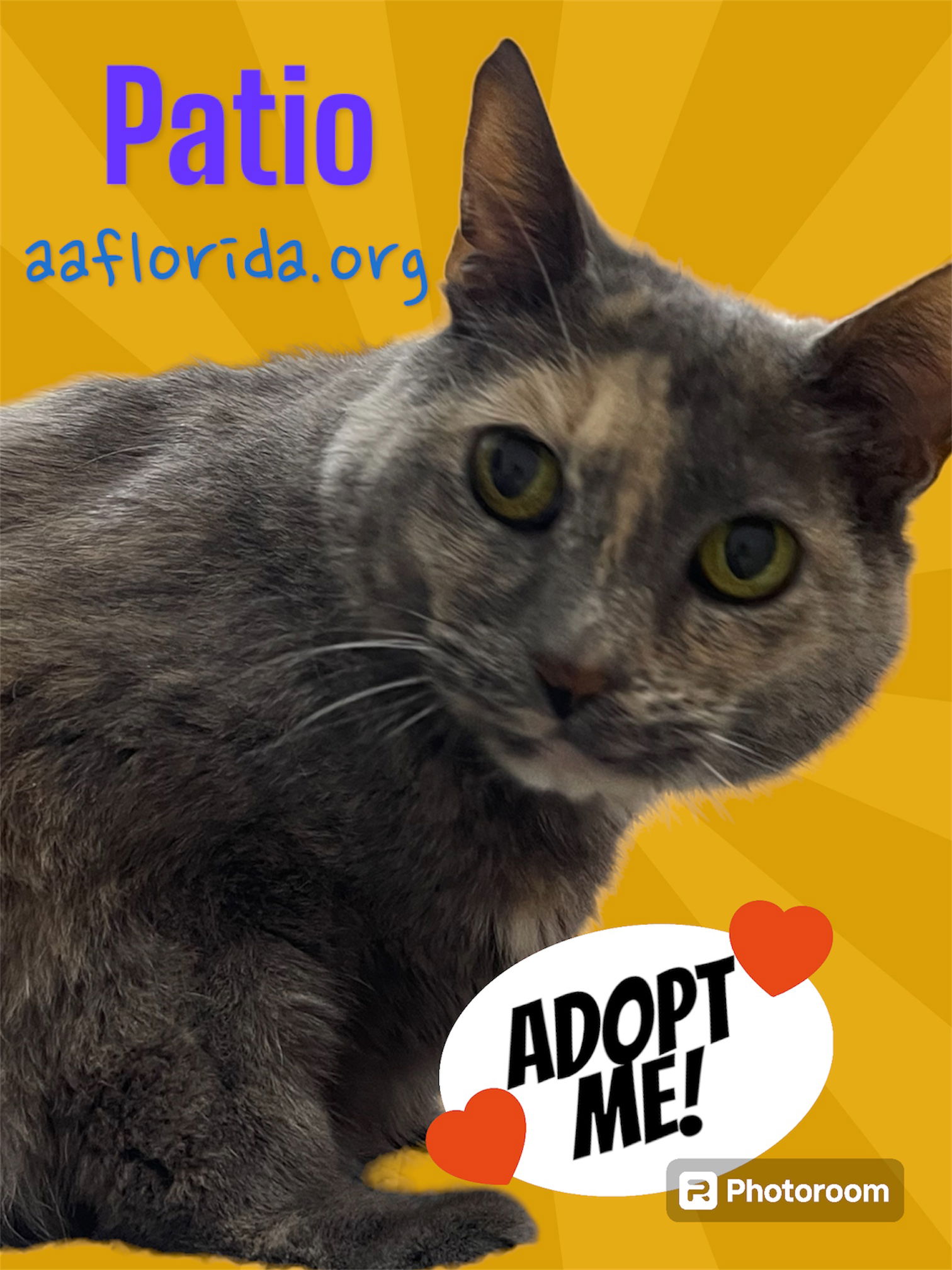 adoptable Cat in Pensacola, FL named Patio