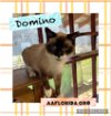 adoptable Cat in  named Domino