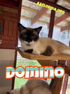 Domino