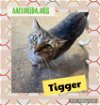 adoptable Cat in pensacola, FL named Tigger