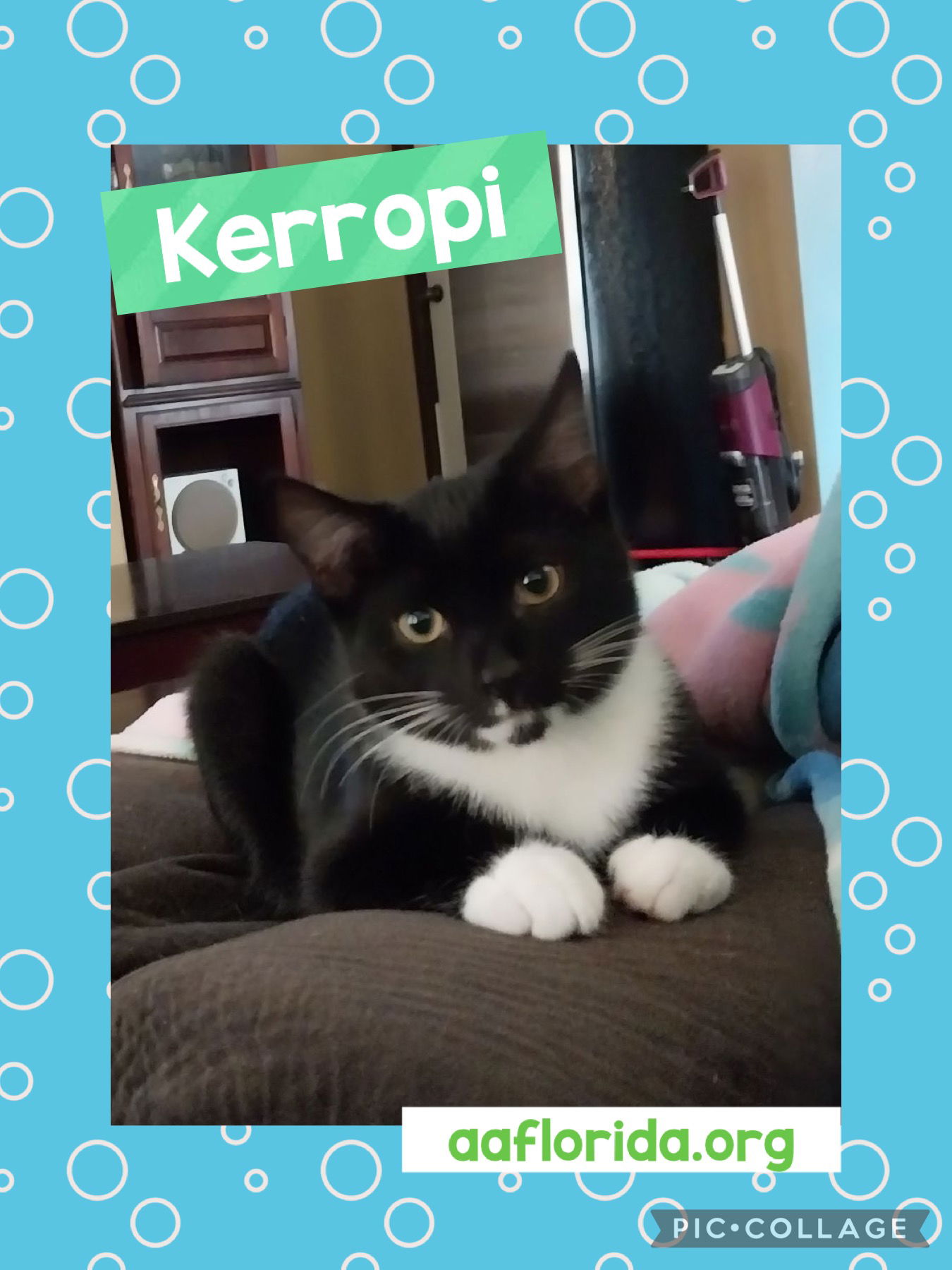 adoptable Cat in Pensacola, FL named Kerropi