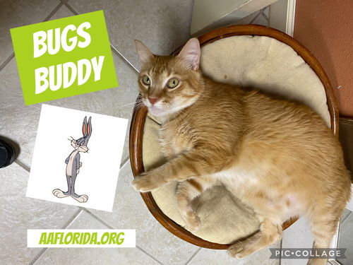 Bugs Buddy (Cyd)