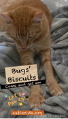 Bugs Buddy (Cyd)