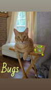 Bugs Buddy (Cyd)