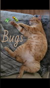Bugs Buddy (Cyd)