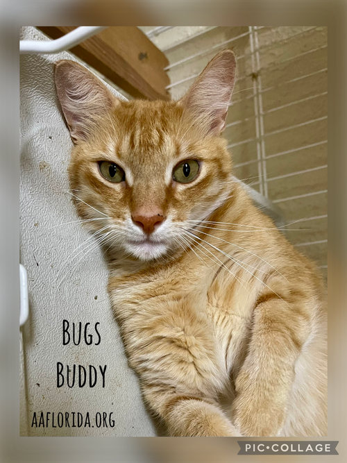 Bugs Buddy (Cyd)
