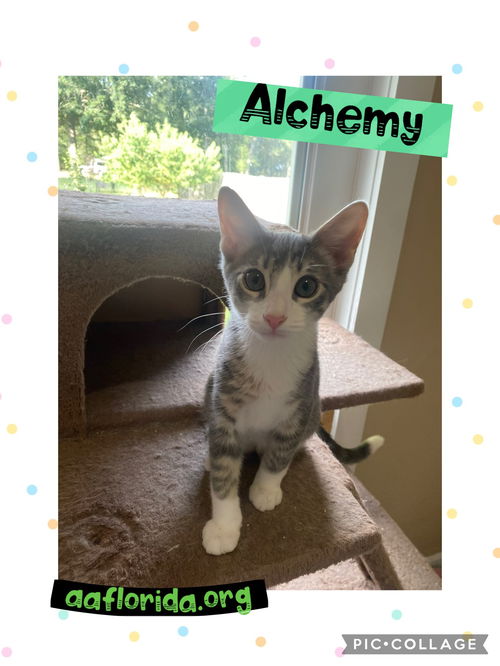 Alchemy-Purrcy