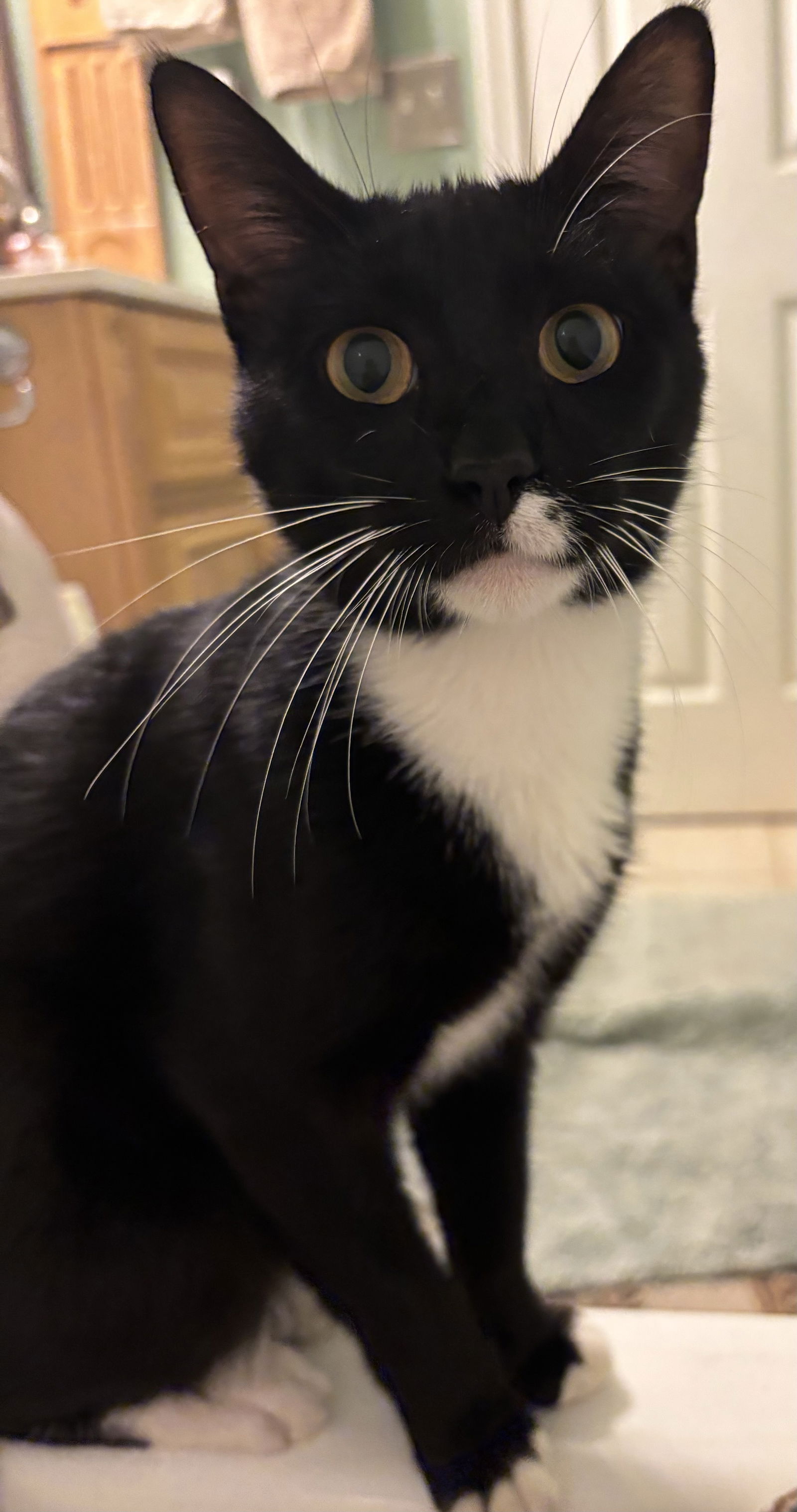 adoptable Cat in Pensacola, FL named Chance