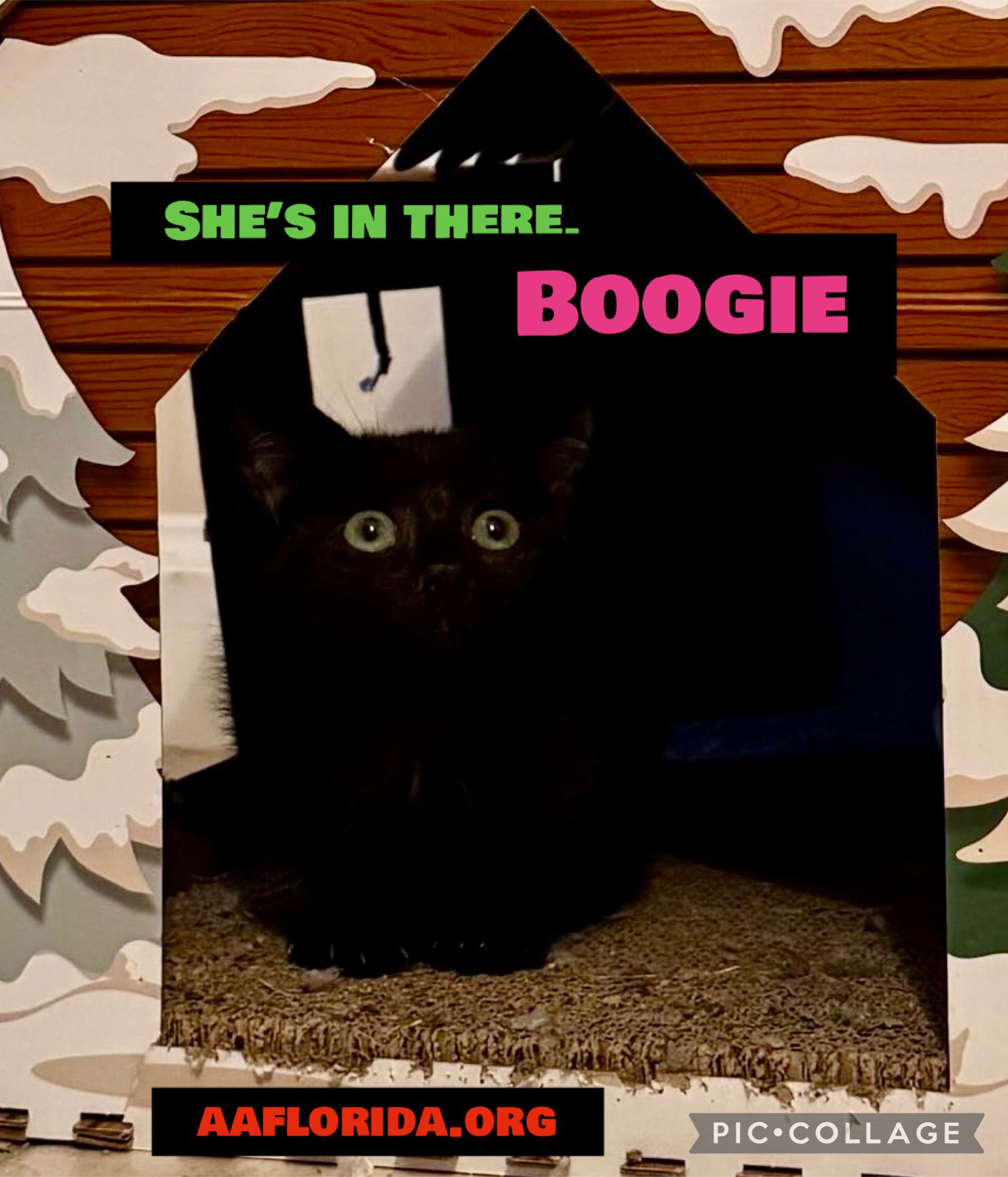 adoptable Cat in Pensacola, FL named Boogie