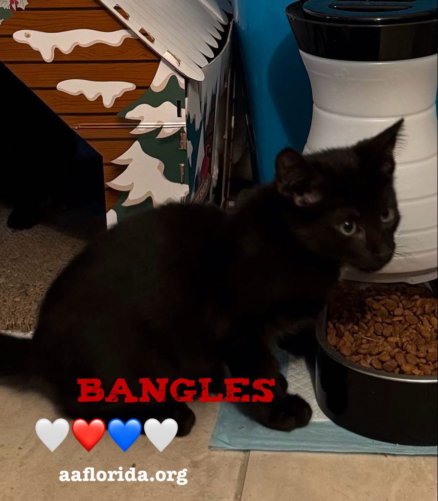 adoptable Cat in Pensacola, FL named Bangles