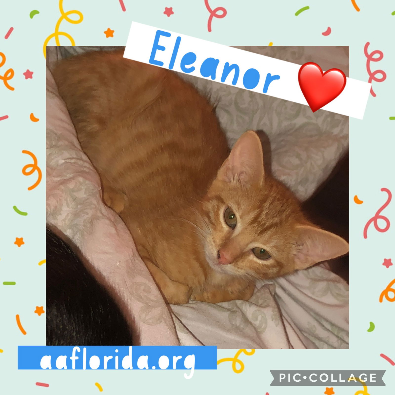 adoptable Cat in Pensacola, FL named Eleanor