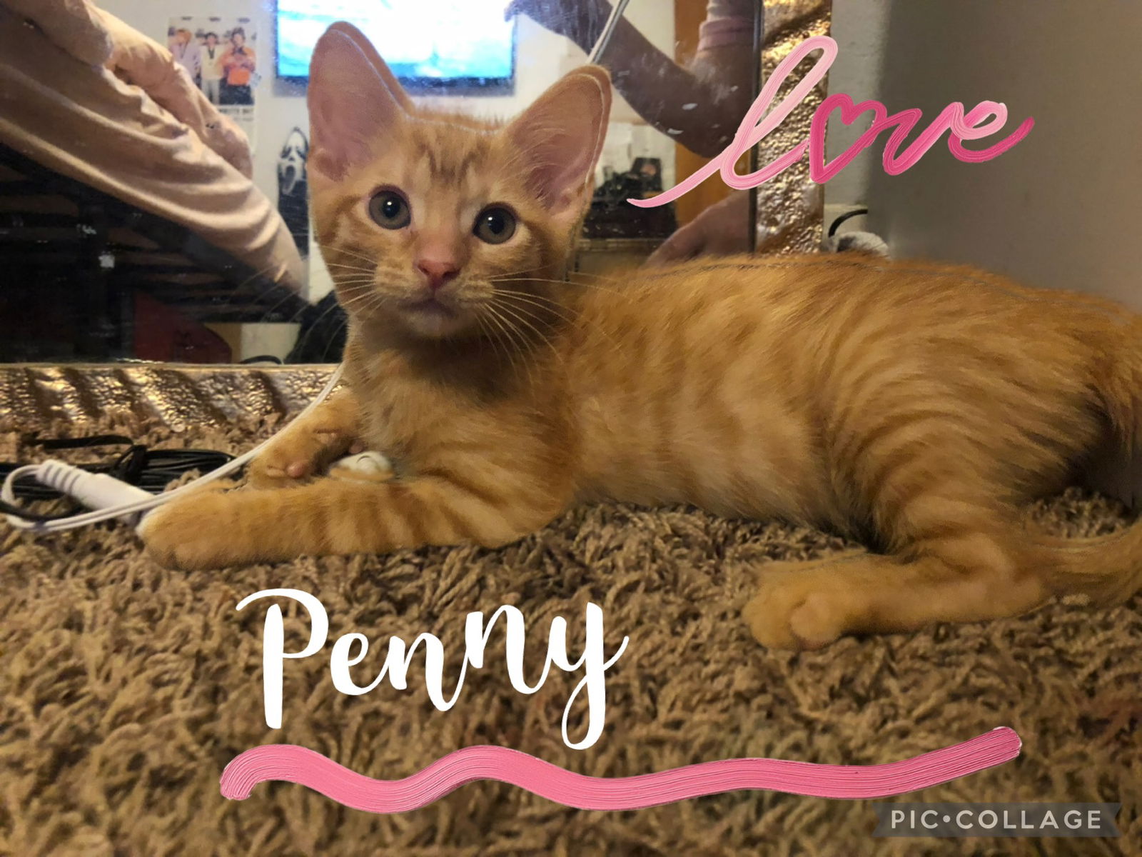 adoptable Cat in Pensacola, FL named Penny