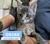 Oscar