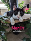 Merlin