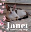 adoptable Cat in  named Janet
