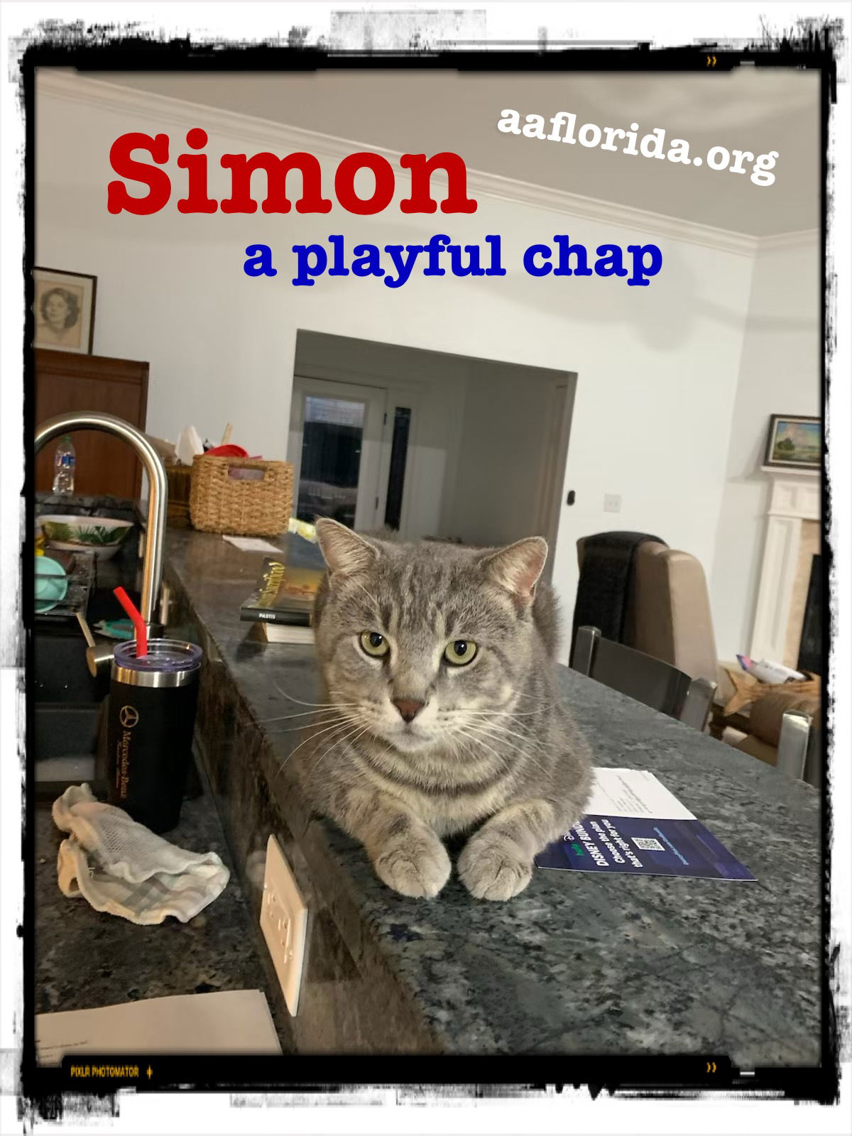 adoptable Cat in Pensacola, FL named Simon