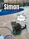 Simon