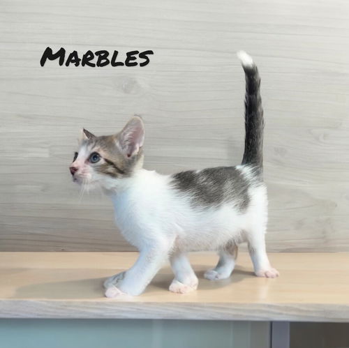 Marbles