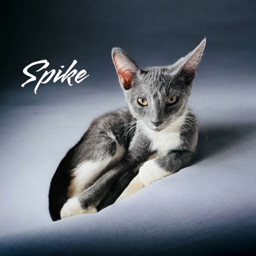 SpikeO-Spike Lee