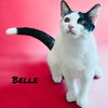 adoptable Cat in Pensacola, FL named Belle