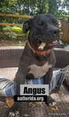 Angus