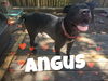 Angus