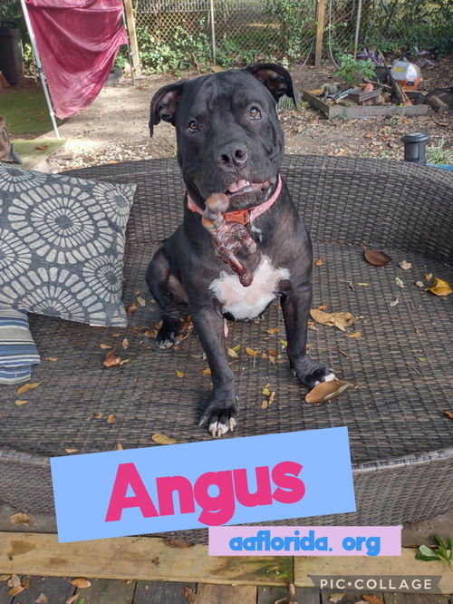 Angus