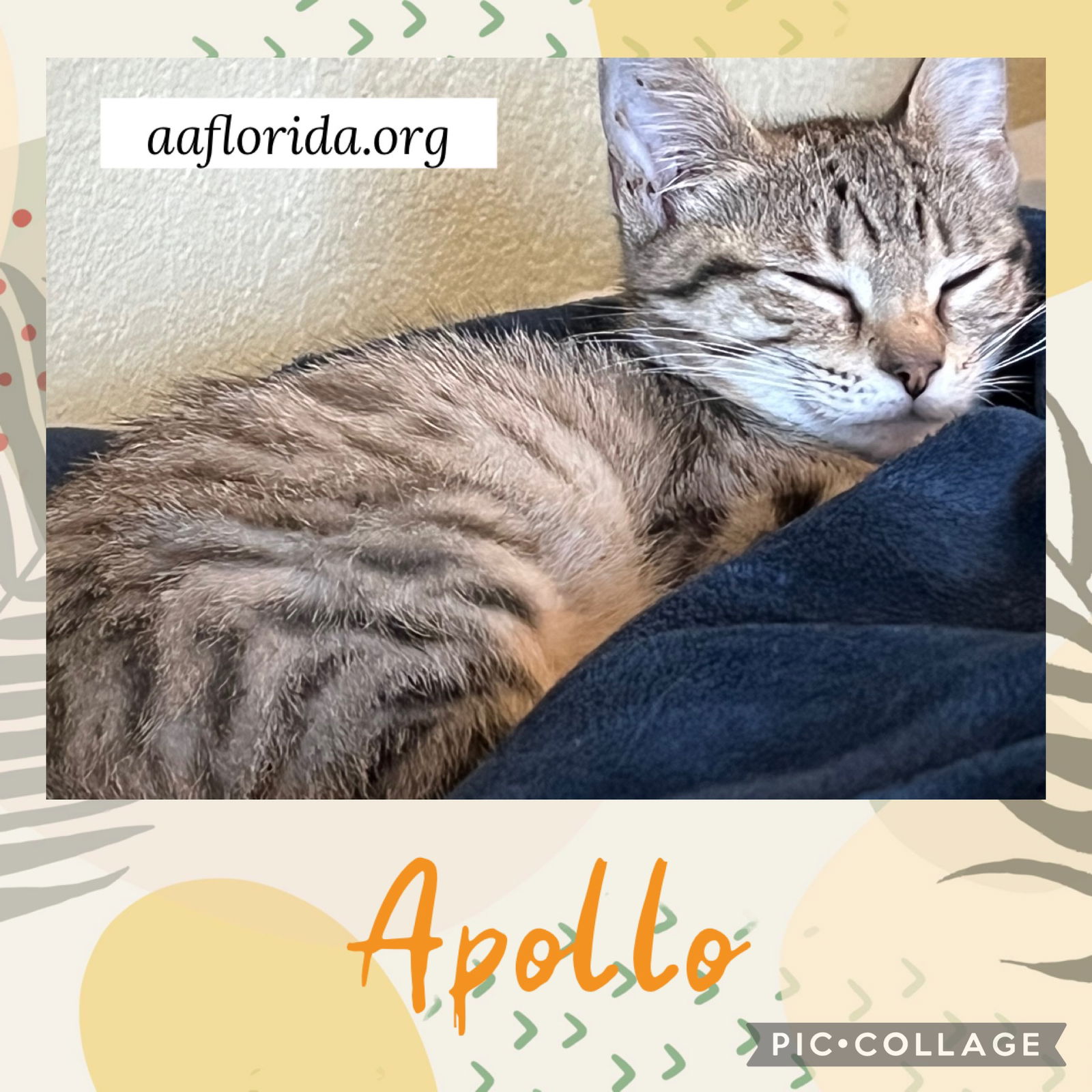 adoptable Cat in Pensacola, FL named Apollo