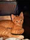 Elliot