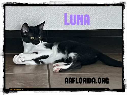 Luna