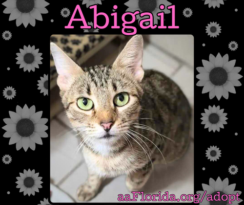 Abigail