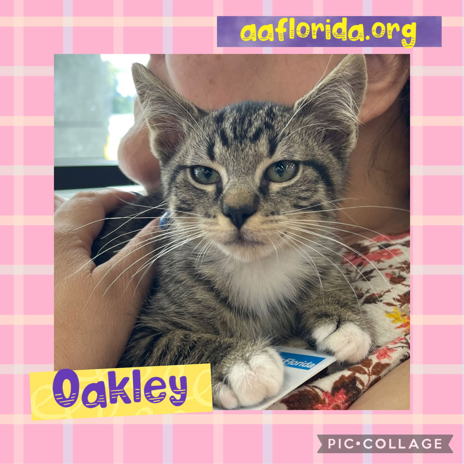 adoptable Cat in Pensacola, FL named Oakley