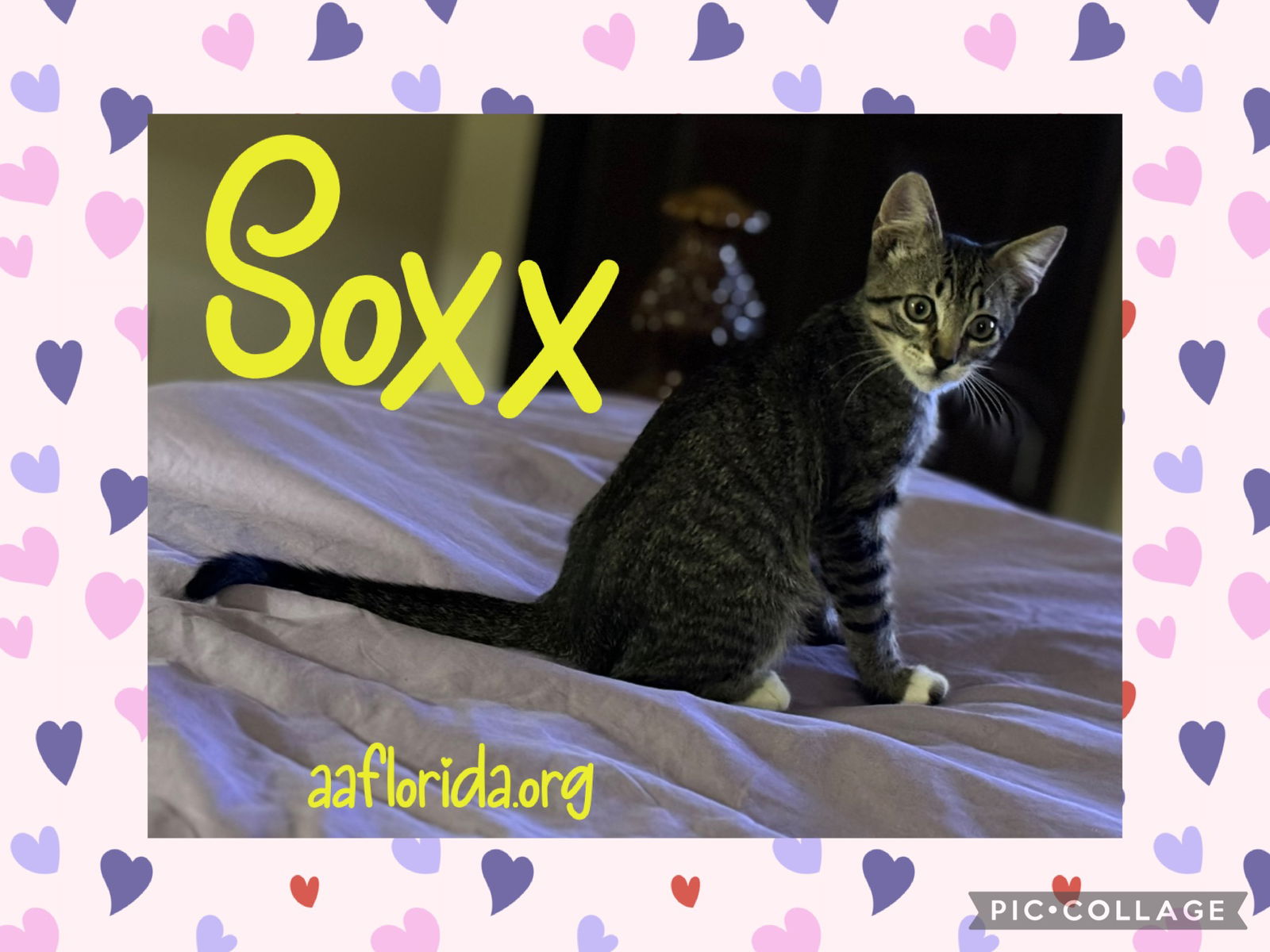 adoptable Cat in Pensacola, FL named Soxx