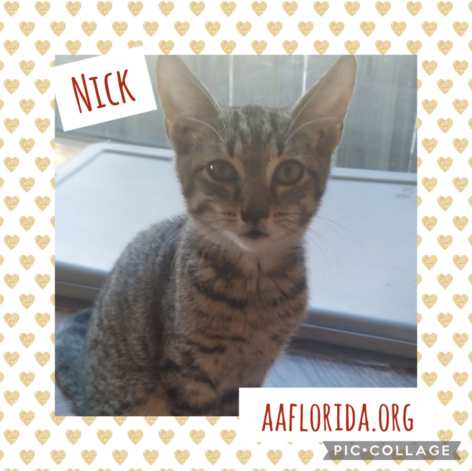 adoptable Cat in Pensacola, FL named Nick