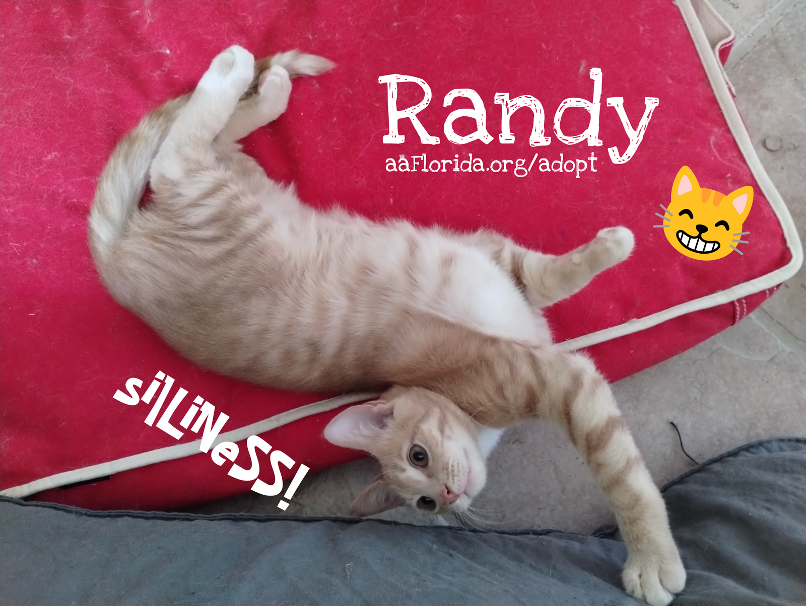 adoptable Cat in Pensacola, FL named Randy