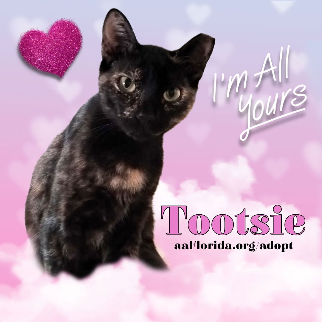 adoptable Cat in Pensacola, FL named Tootsie