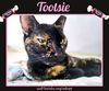 Tootsie