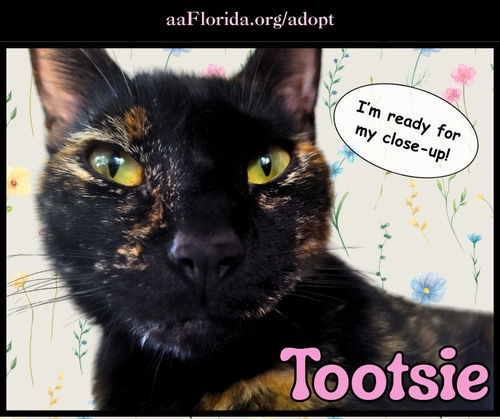 Tootsie