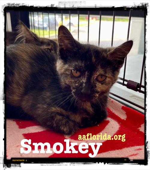 Smokey-Peanut