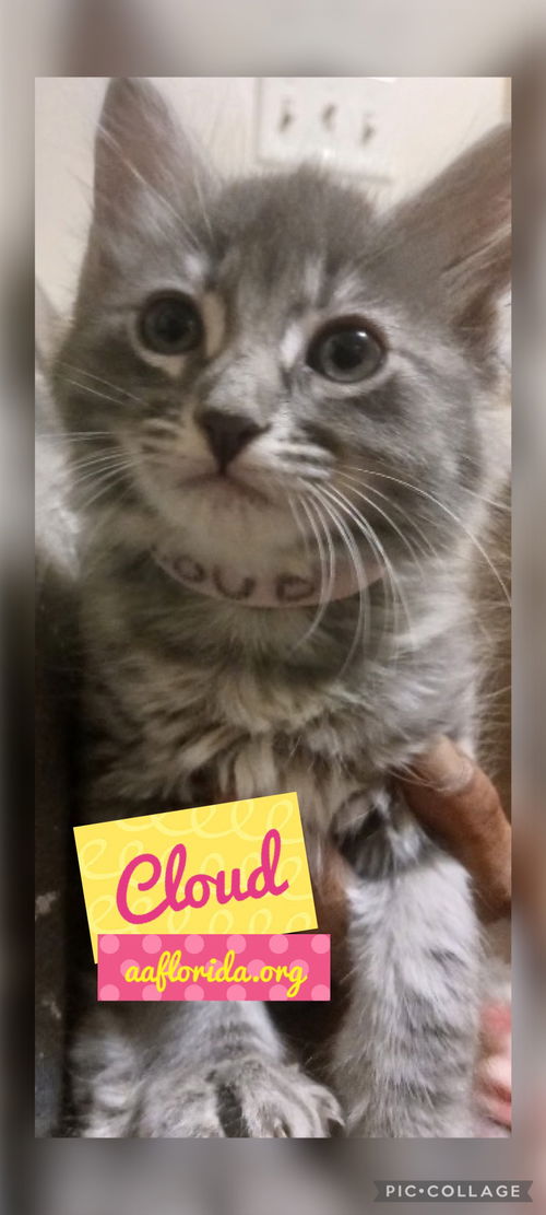 Cloud-Evie