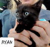 adoptable Cat in Pensacola, FL named Ryan