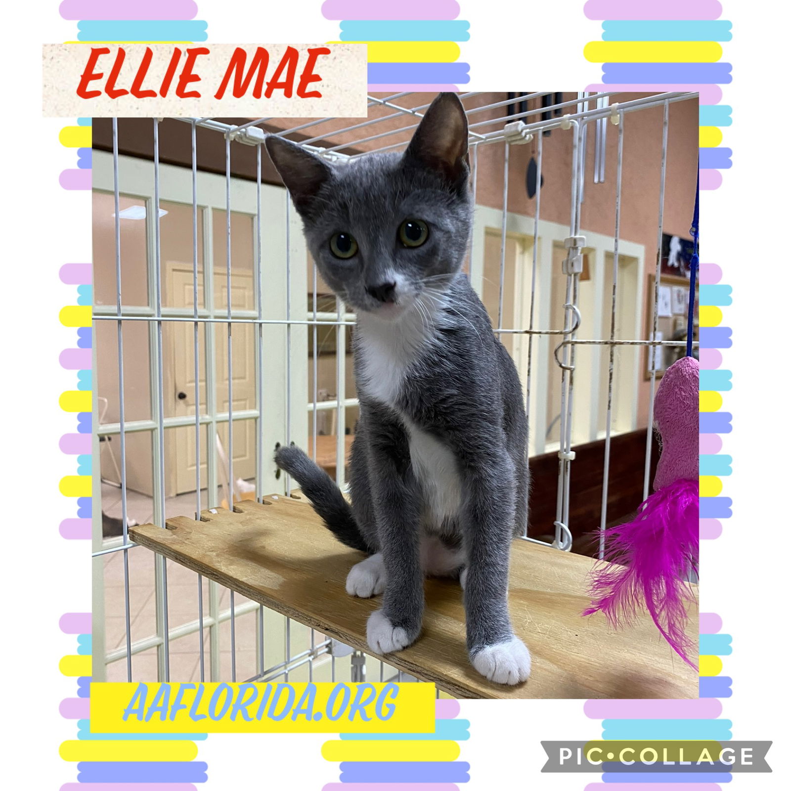 adoptable Cat in Pensacola, FL named EllieMae