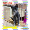 adoptable Cat in Pensacola, FL named EllieMae