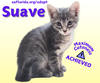 adoptable Cat in Pensacola, FL named Suave