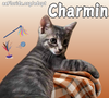 adoptable Cat in Pensacola, FL named Charmin